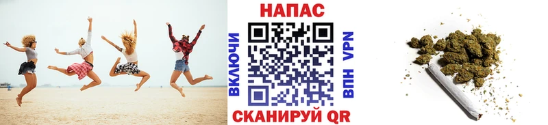 Конопля сатива  Фёдоровский 